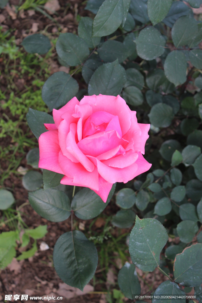 粉红玫瑰 月季