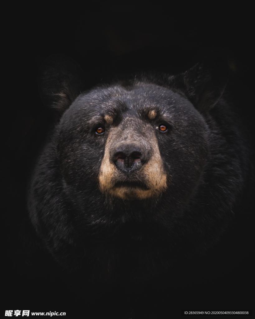 熊
