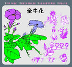 牵牛花素材 矢量牵牛花