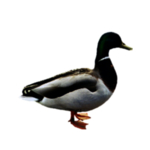 鸭子