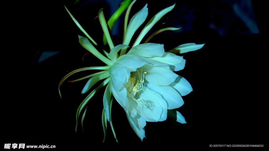 昙花
