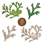 植物线稿