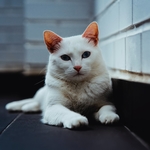 白色的猫