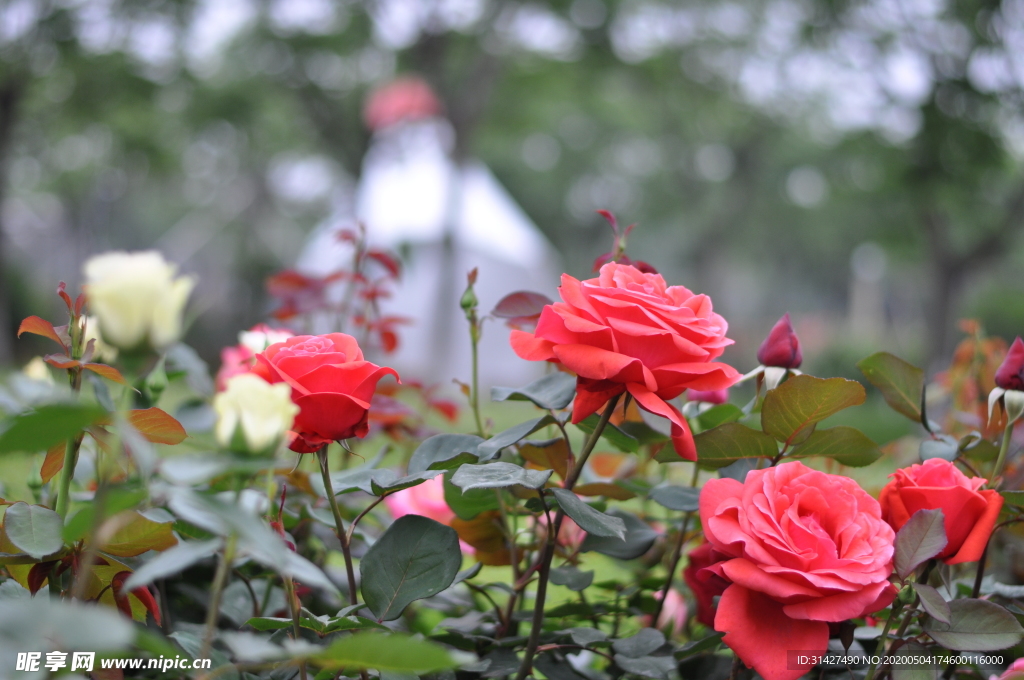 月季花特写