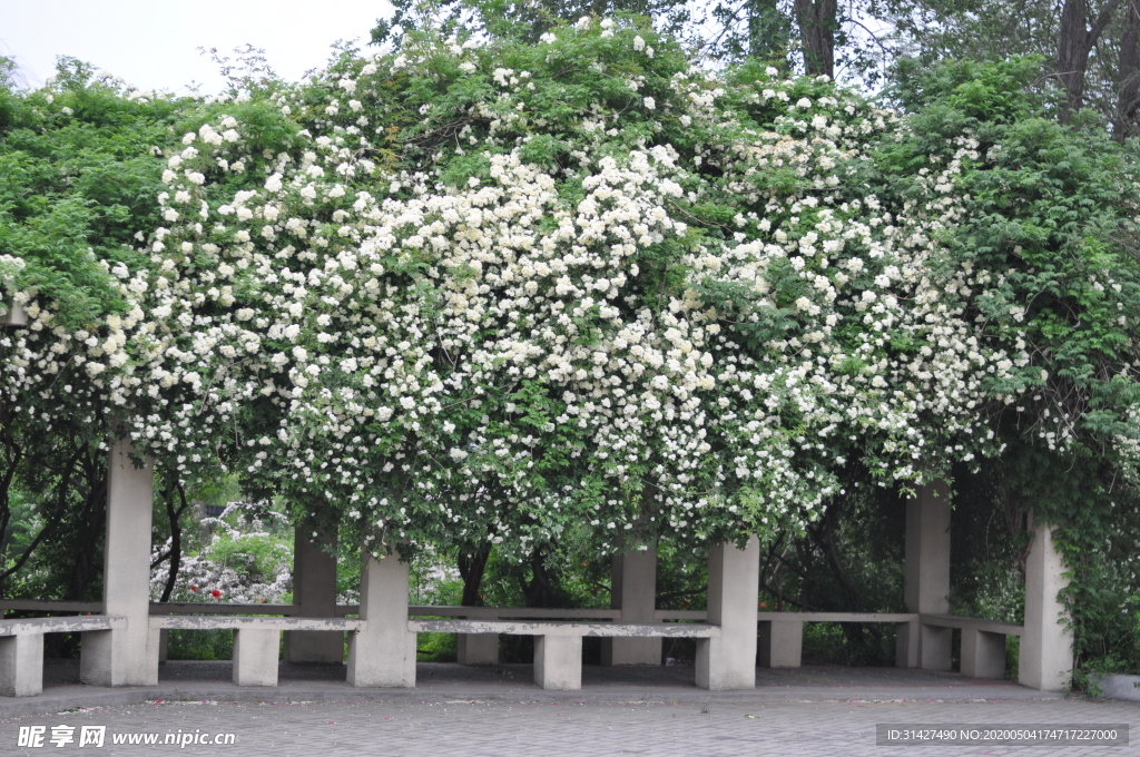 木香花