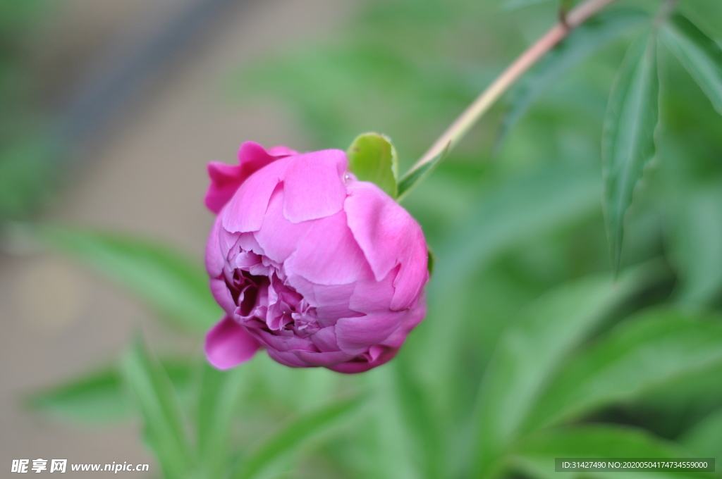 芍药花