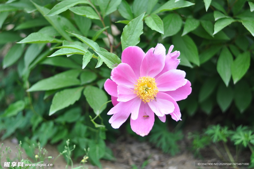 芍药花