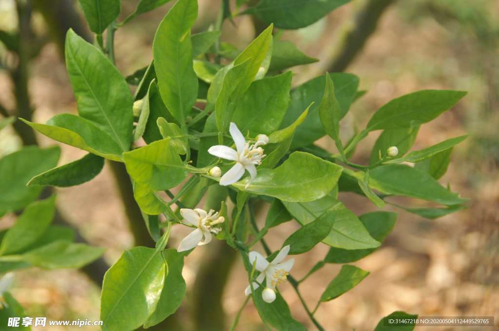 小花