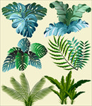 绿色热带植物