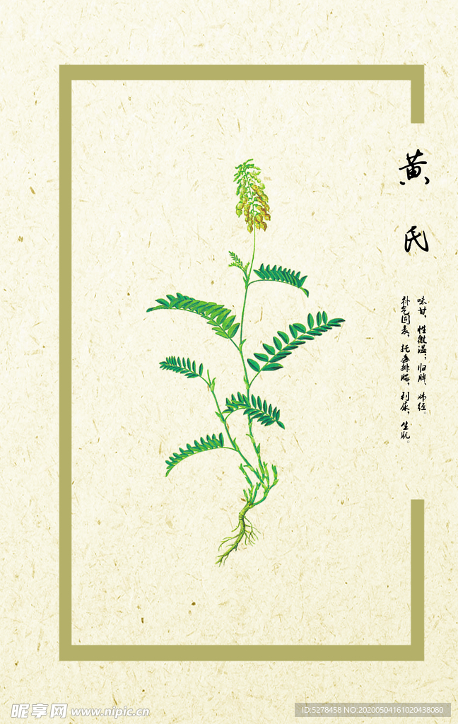 黄芪