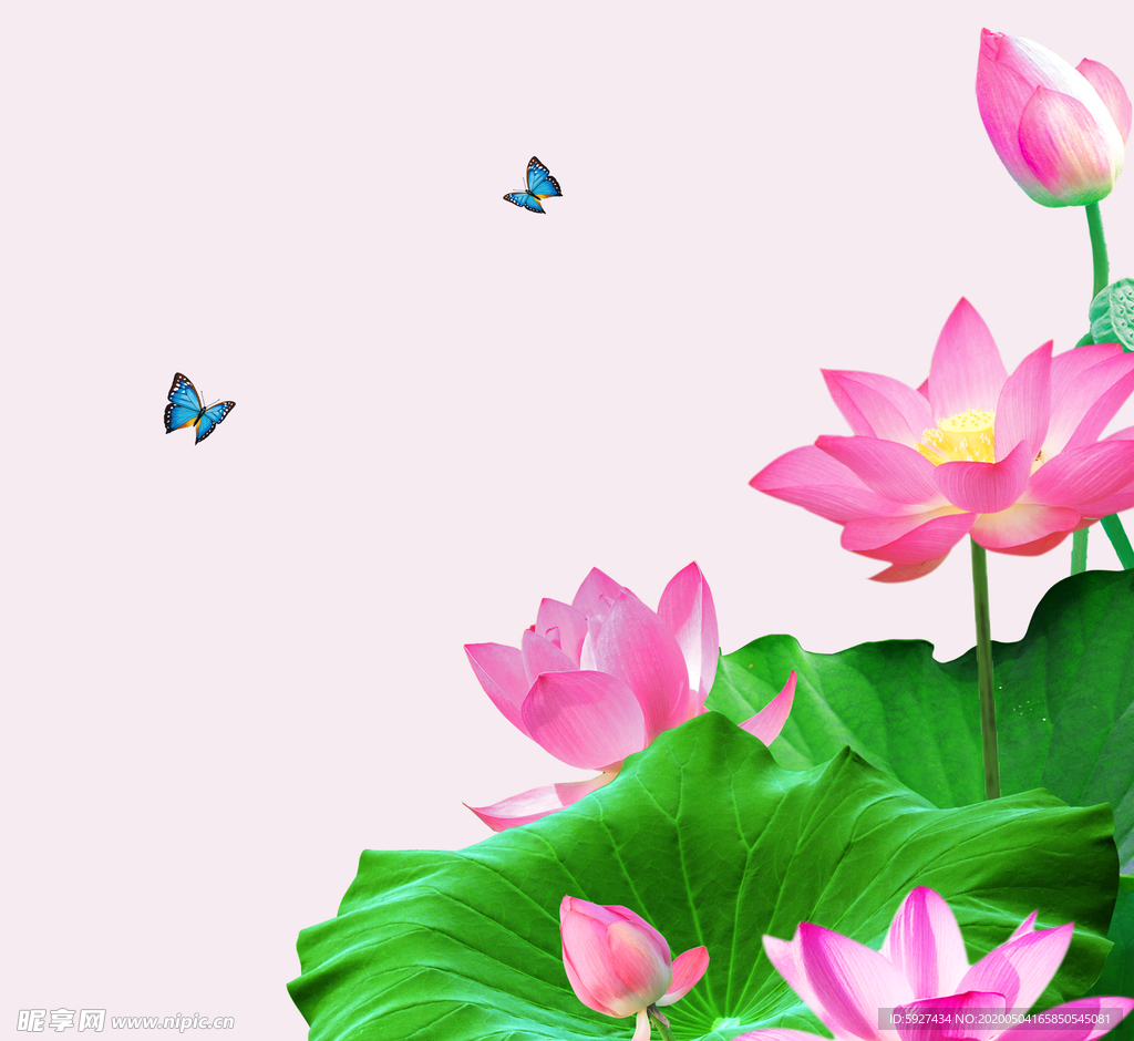 荷花
