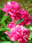芍药花