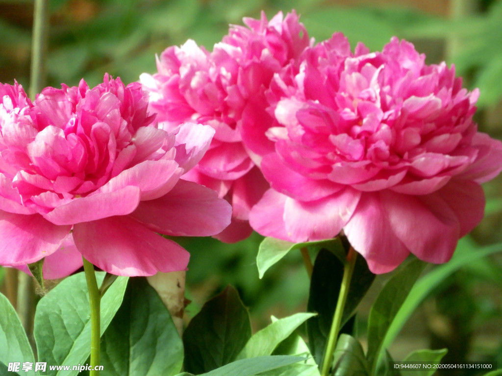 芍药花