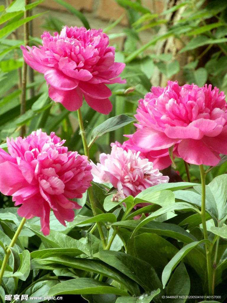 芍药花