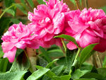芍药花