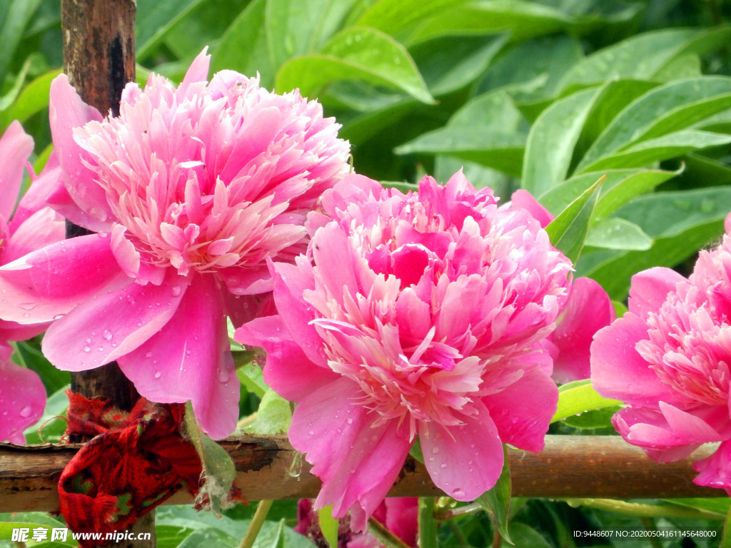 芍药花