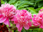 芍药花