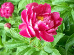 芍药花