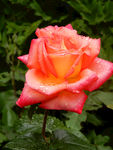 月季花