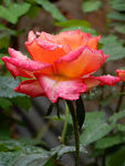 月季花