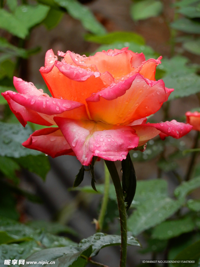 月季花