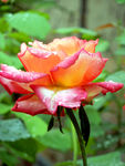 月季花
