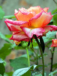 月季花