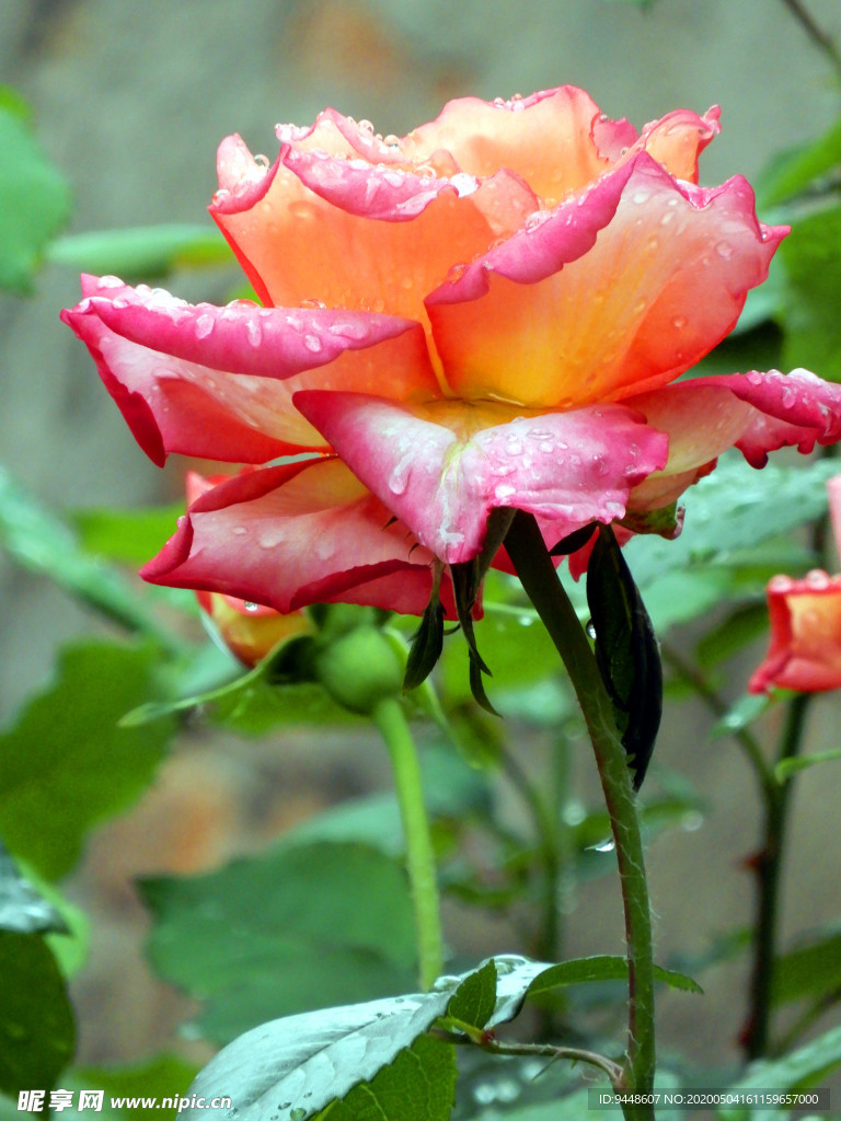 月季花