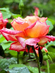月季花