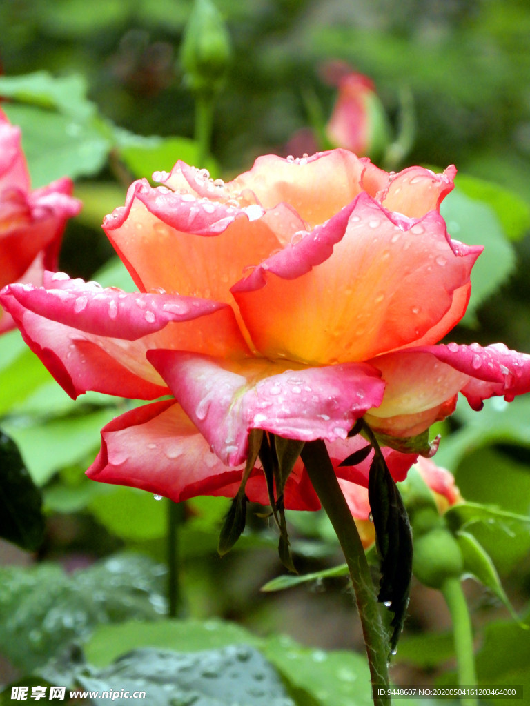 月季花