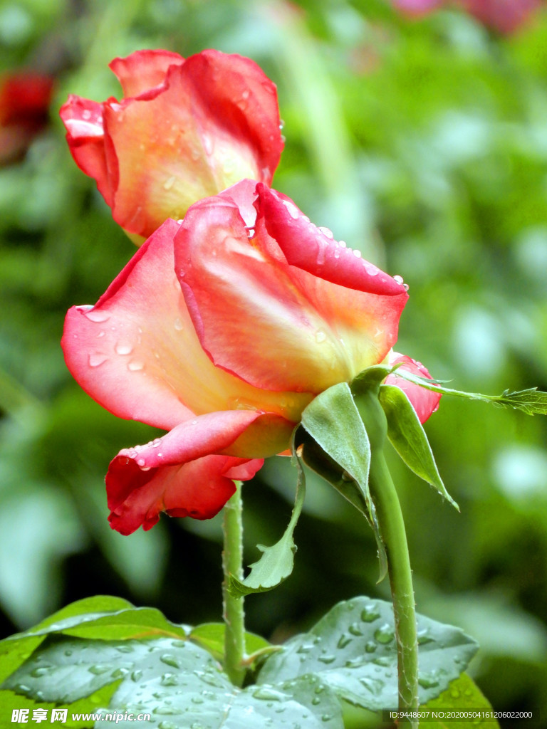 月季花