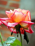 月季花