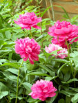 芍药花