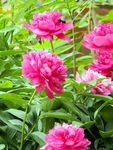芍药花