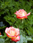 月季花
