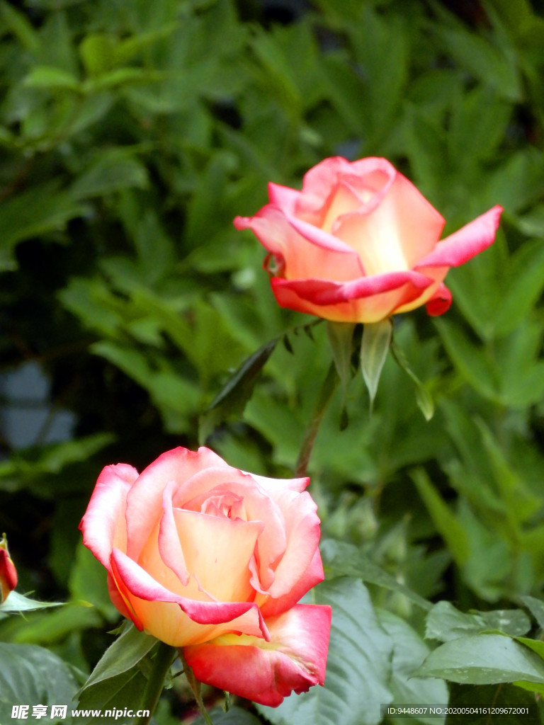 月季花