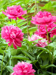 芍药花
