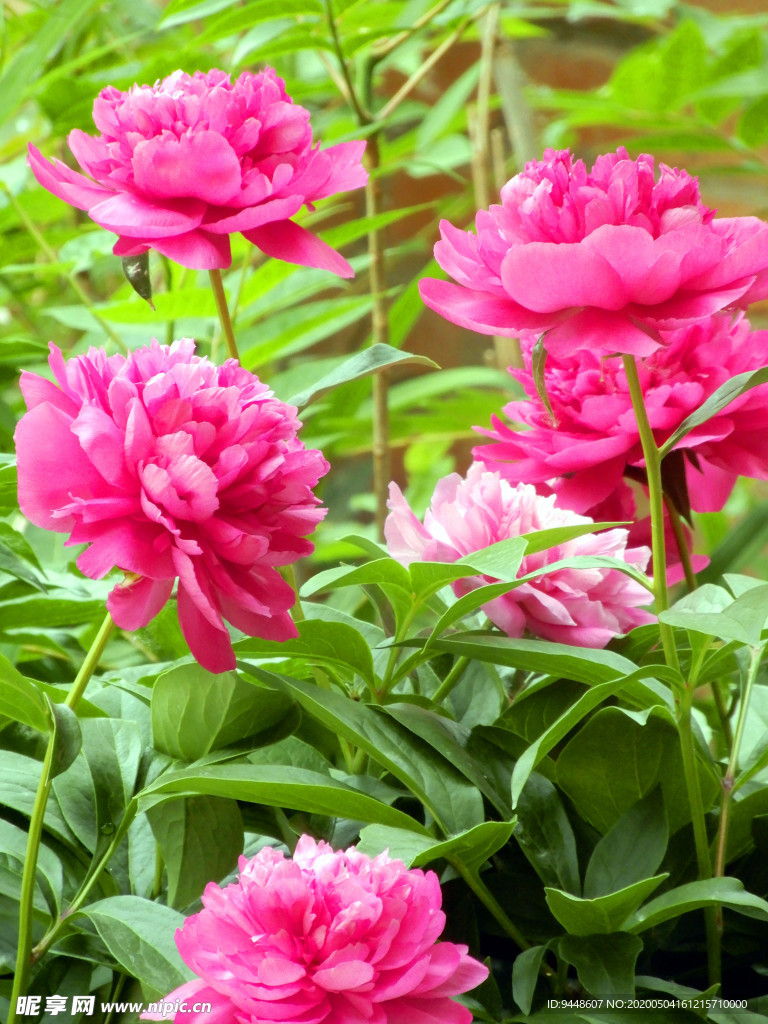 芍药花