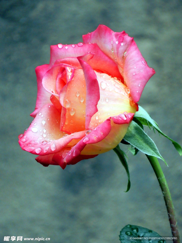 月季花