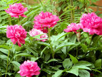 芍药花