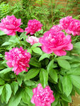 芍药花