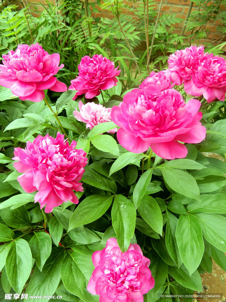 芍药花