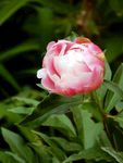 芍药花