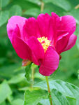 芍药花