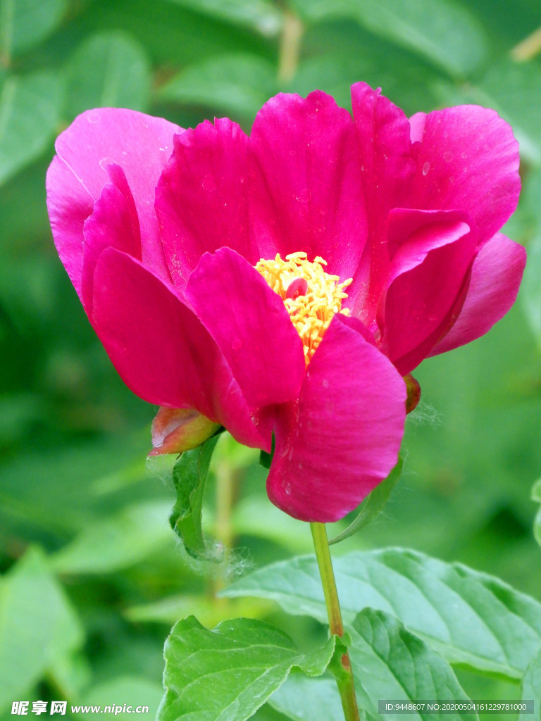 芍药花