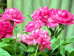 芍药花