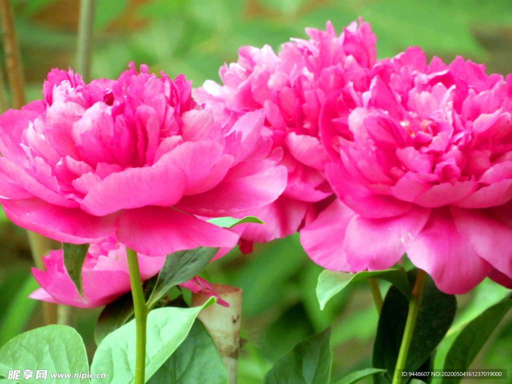 芍药花
