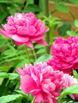 芍药花
