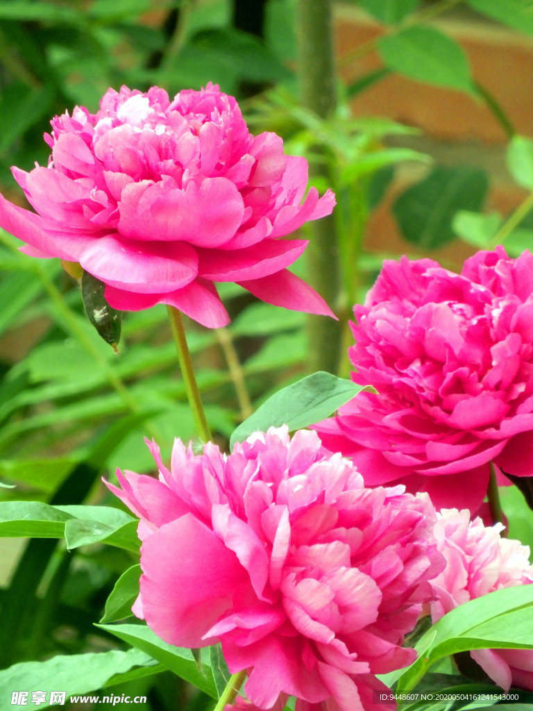 芍药花