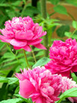 芍药花